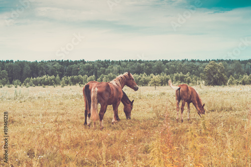 Three red horses graze on flowering meadow. Retro toning