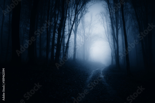 dark scary forest road at night  surreal atmosphere