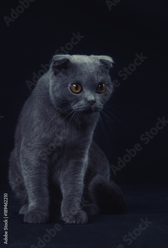 Scottish fold grey cat on black background © Антон Фрунзе