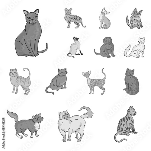 Breeds of cats monochrome icons in set collection for design. Pet cat vector symbol stock web illustration.