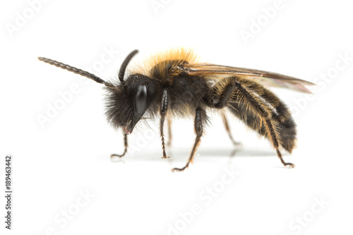 Male Andrena Mining-bee