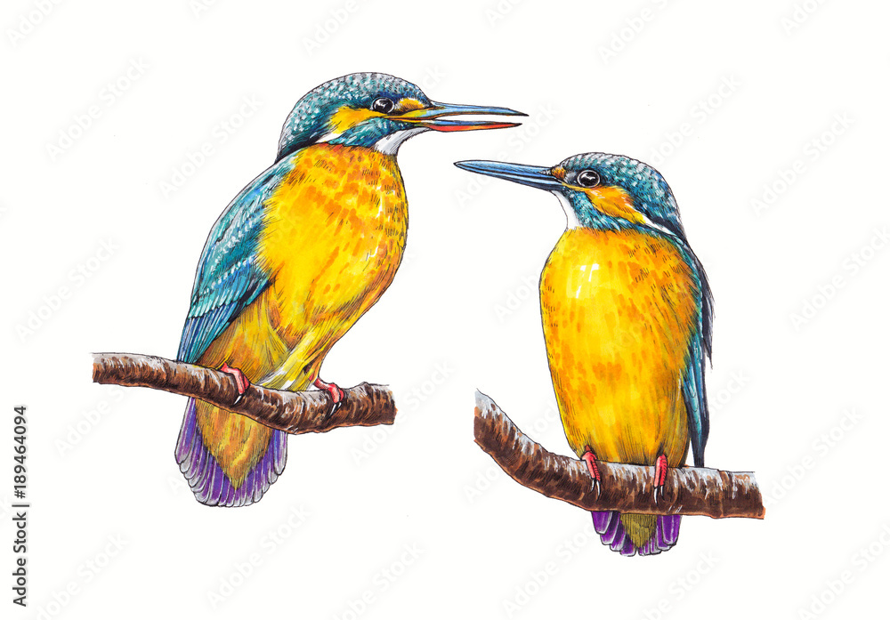 Fototapeta premium Hand-drawn kingfishers on the white background (isolated)