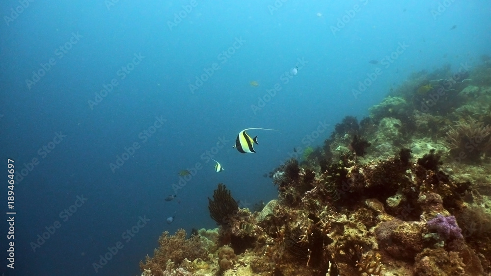 Fototapeta premium Fish and coral reef. Tropical fish on a coral reef. Wonderful and beautiful underwater world with corals and tropical fish. Hard and soft corals. Diving and snorkeling in the tropical sea. Travel