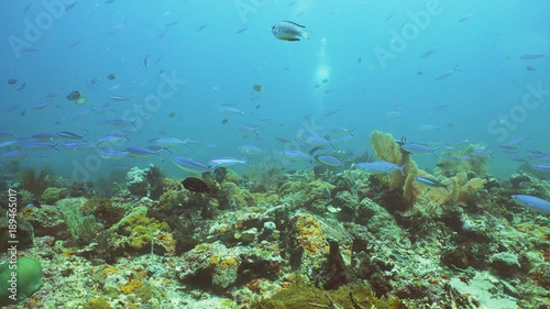 Fototapeta Naklejka Na Ścianę i Meble -  Fish and coral reef. Tropical fish on a coral reef. Wonderful and beautiful underwater world with corals and tropical fish. Hard and soft corals. Diving and snorkeling in the tropical sea. Travel