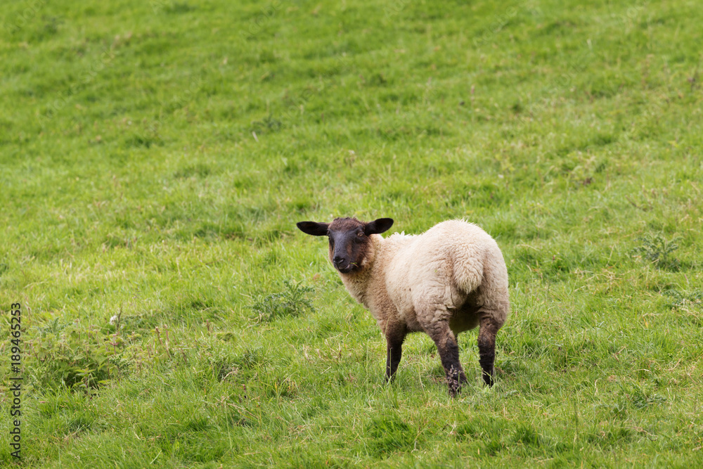Idillic meadow landscape with sheep, lambs, ram Idillic meadow landscape with sheep, lambs, ram