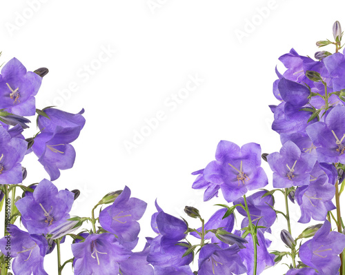 Fototapeta Naklejka Na Ścianę i Meble -  isolated violet bellflowers half frame