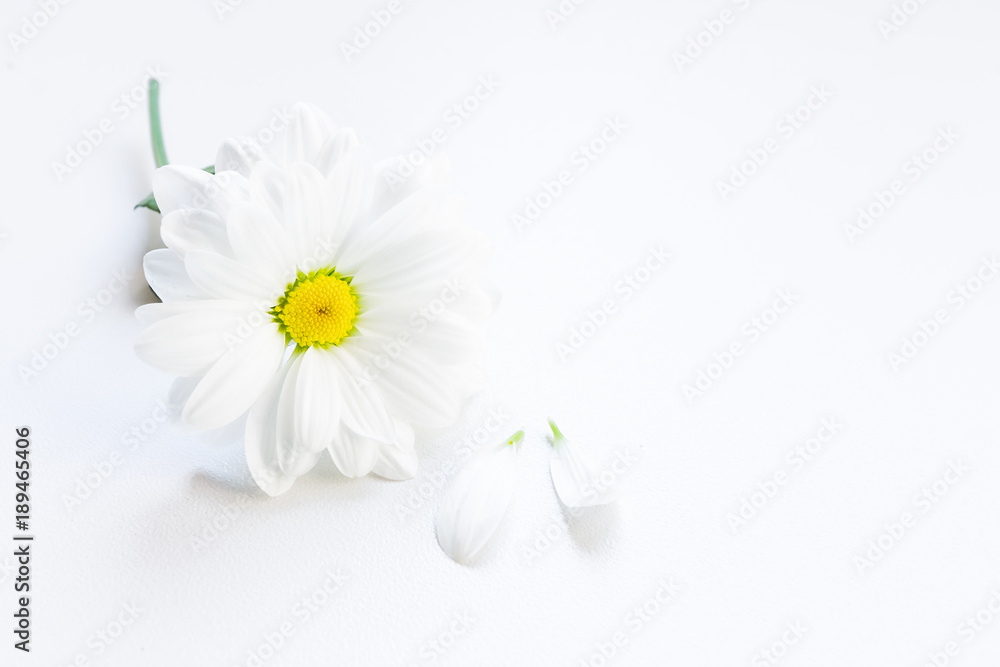 Obraz premium White flower without two petals