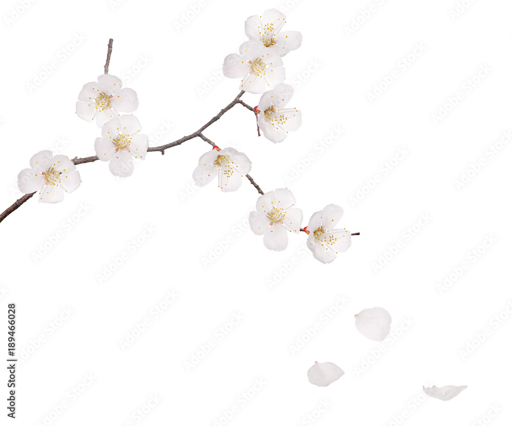 Obraz premium branch with nine flowers and three falling petals