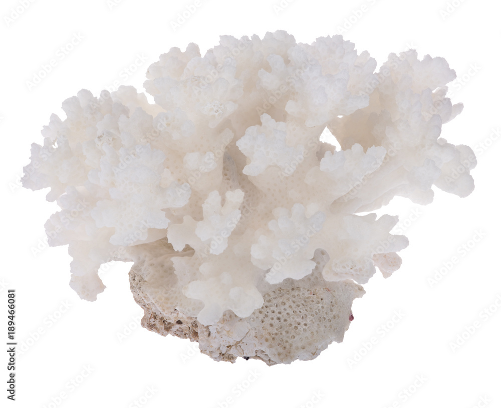 Fototapeta premium light coral side view isolated on white
