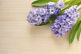 background with blue hyacinths