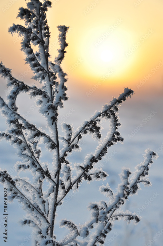 Obraz premium dry grass wormwood covered with drooping frost on the background of the sunrise. A beautiful winter natural look. 