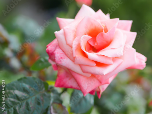Closeup view of a beautiful pink rose flower in the garden against soft-focused background.