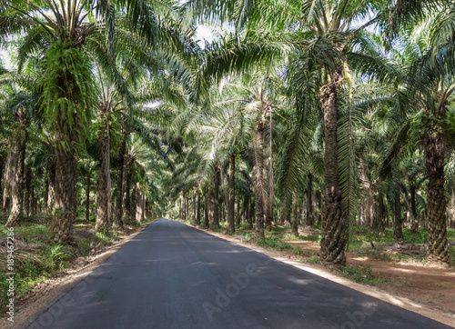 African oil palm plantation in Thailand