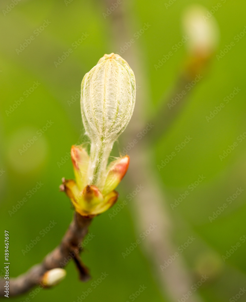 kidney with leaves on a chestnut tree in spring kidney with leaves on a chestnut tree in spring