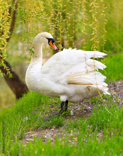 Beautiful white swan on nature in spring