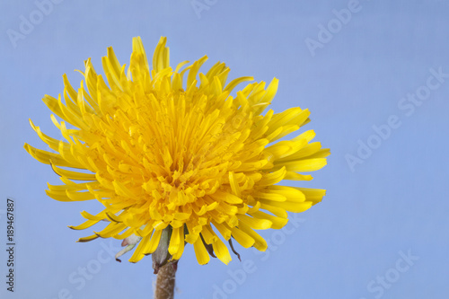 Fototapeta Naklejka Na Ścianę i Meble -  One yellow dandelion in a blue background. Free space.