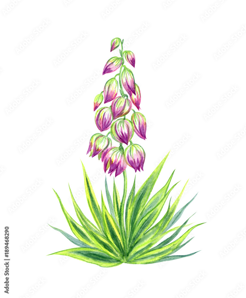Yucca Flower Clipart Vine