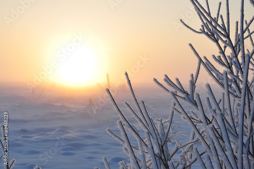 branches covered with white fluffy frost and a huge sun rising from the snow field. Frosty early morning  haze over the field from frost and sun. beautiful winter kind.  