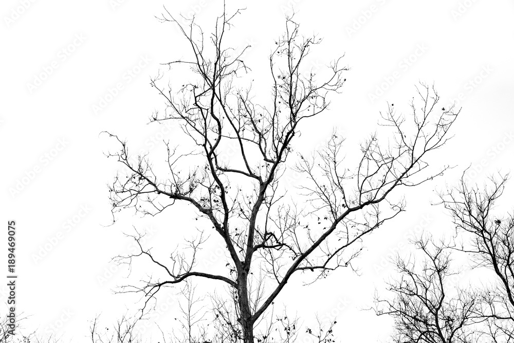 Naked tree branches on a white background