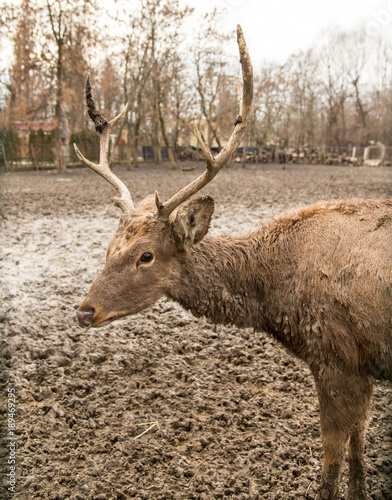 Portrait of a deer in a zoo in winter