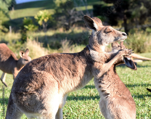Kangaroos giving each other a hug.
