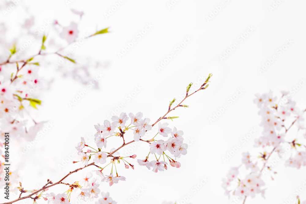 桜の花 桜の花