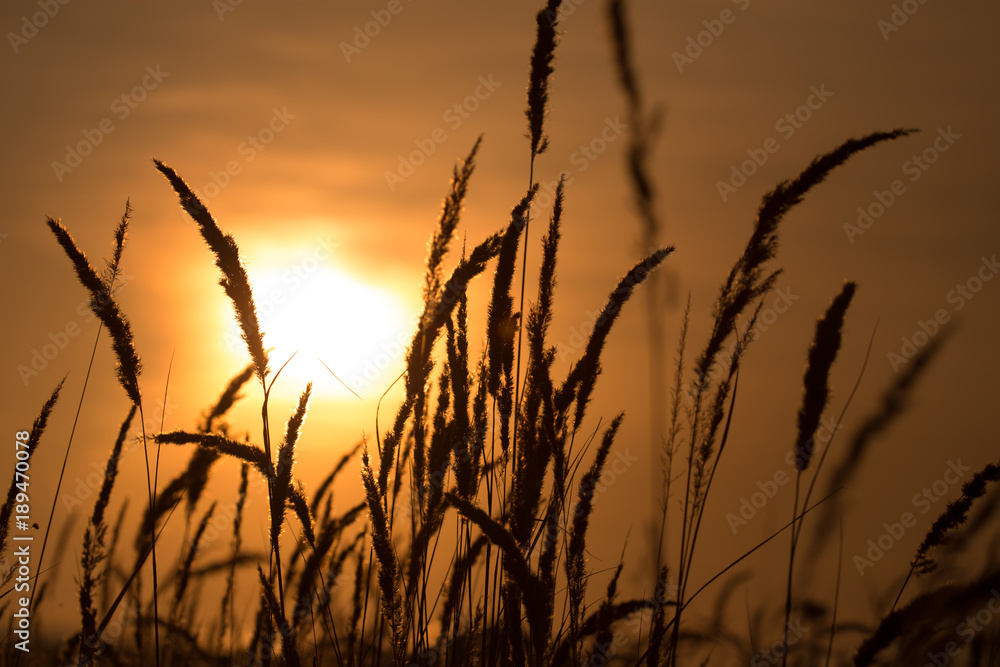 Grass in the rays of sunset as background Grass in the rays of sunset as background