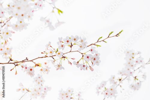 桜の花 © taka