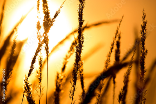 Grass in the rays of sunset as background