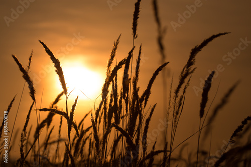 Grass in the rays of sunset as background