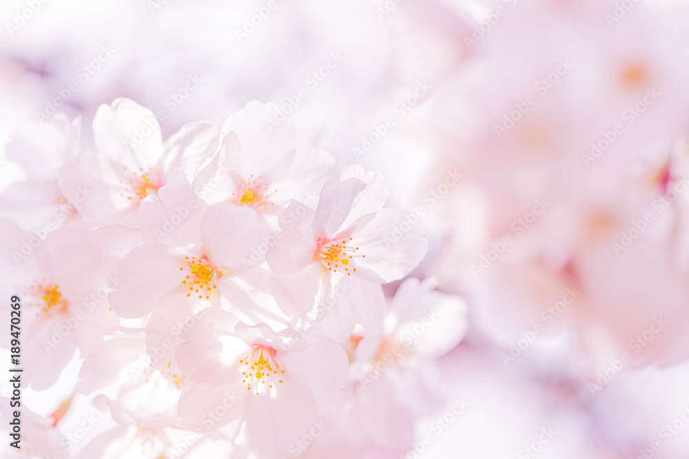 Naklejka premium 桜の花