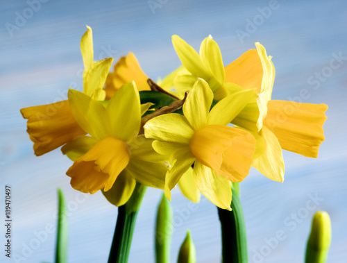 Fototapeta Naklejka Na Ścianę i Meble -  Wild Yellow Daffodils