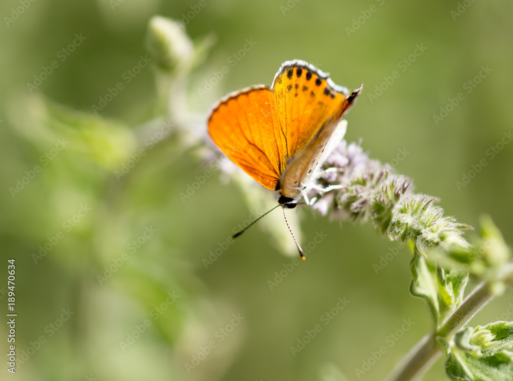 Fototapeta premium Beautiful butterfly in the wild on a plant