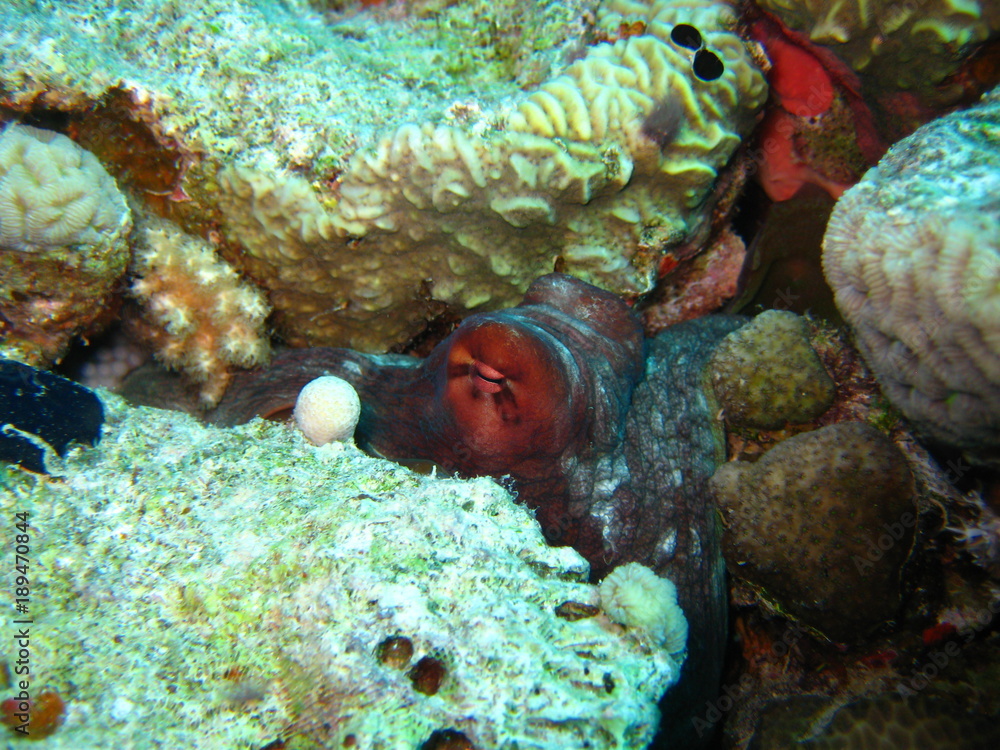 Fototapeta premium Krake