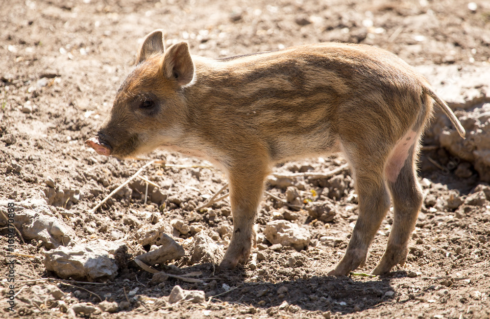 Little pig in the mud at the zoo Little pig in the mud at the zoo