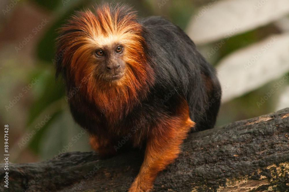 Golden-headed lion tamarin on a branch