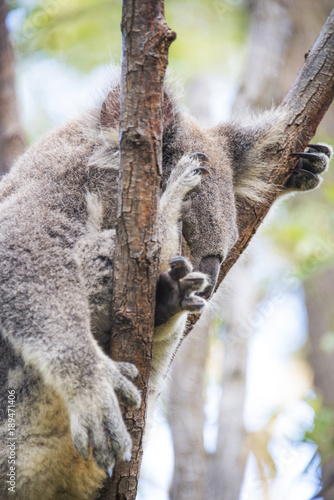Fototapeta Naklejka Na Ścianę i Meble -  Sleeping koala close up in tree