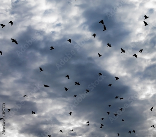 Black birds in the sky
