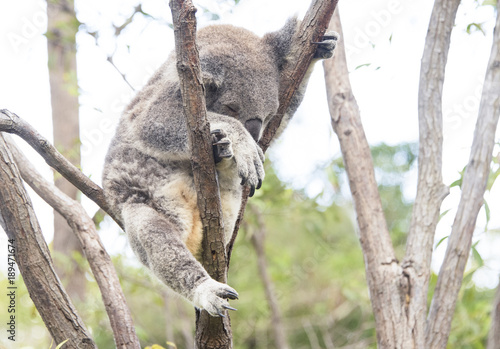 Fototapeta Naklejka Na Ścianę i Meble -  Sleeping koala looking uncomfortable in tree