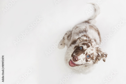 Funny top view studio portrait of the smilling puppy dog Australian Shepherd lying on the white background, gazing and waiting
