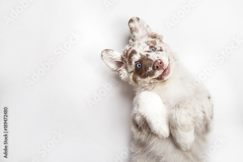 Stampa su tela Funny studio portrait of the smilling puppy dog Australian Shepherd lying on the