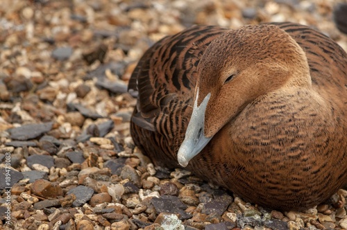 Canvas Print A brown eider duck sleeping on small pebbles