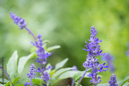 Purple flower field background
