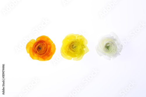 白背景にラナンキュラス