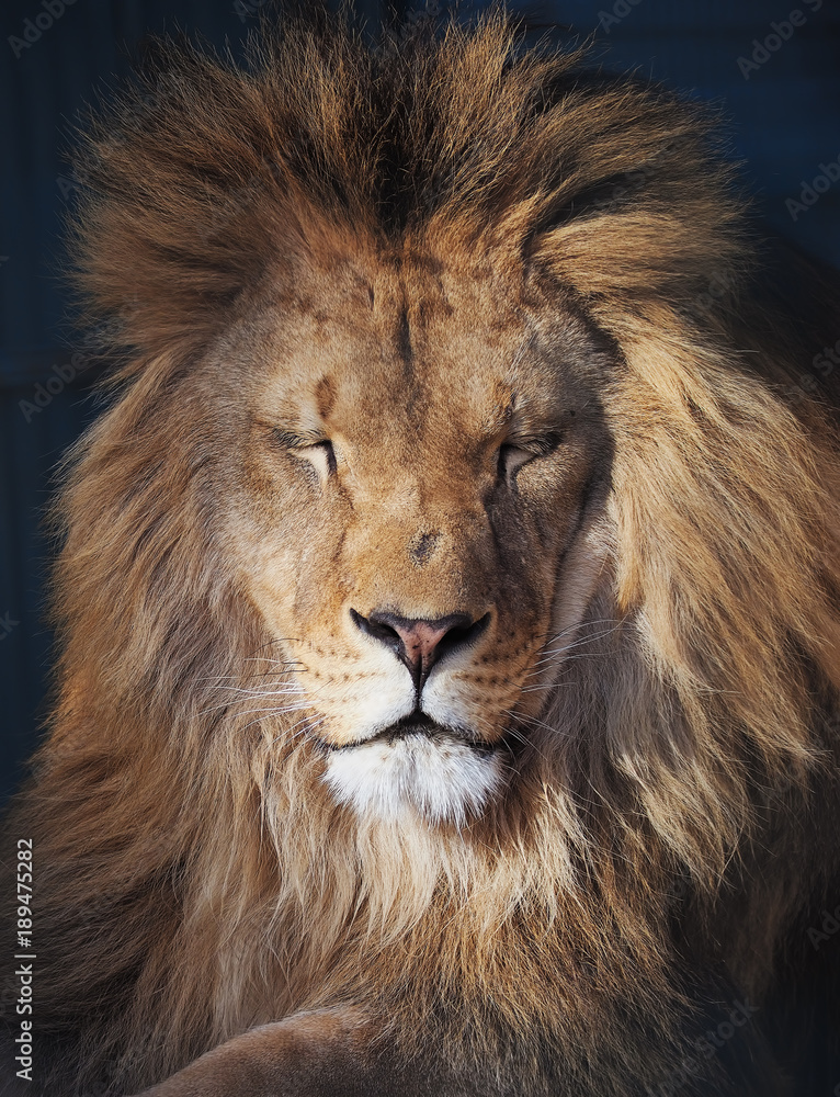 Lion serious portrait african close-up