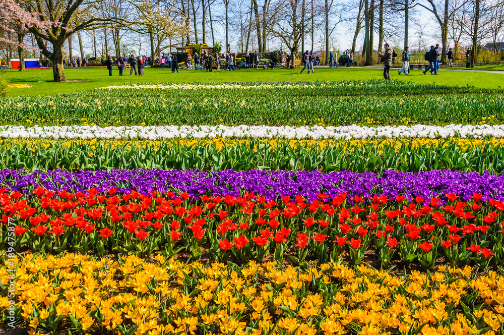 Colorful tulips in Keukenhof Garden, The Netherlands
