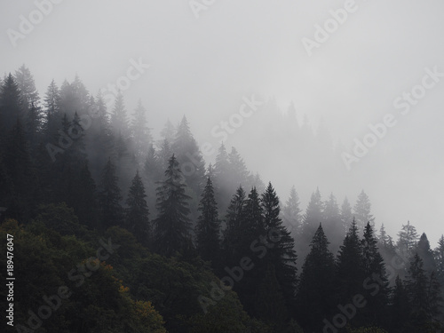 Fototapeta Naklejka Na Ścianę i Meble -  Carpatian mountains fog and mist at the pine forest
