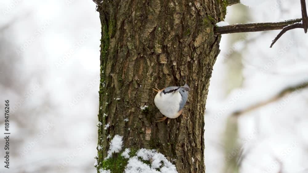 Eurasian nuthatch or wood nuthatch Sitta europaea hides food into tree bark. Colorful bird in winter forest. Eurasian nuthatch or wood nuthatch Sitta europaea hides food into tree bark. Colorful bird in winter forest.