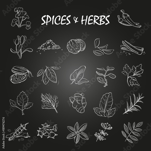 Sketch spices and herbs collection on chalkboard