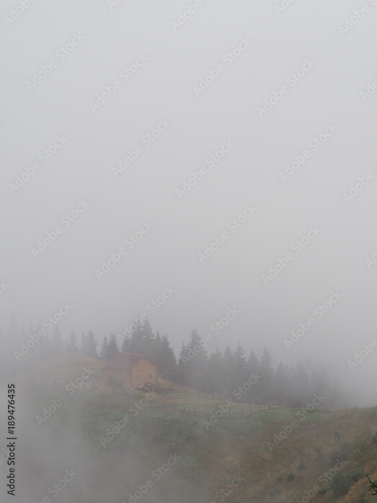 Fototapeta premium Carpatian mountains fog and mist at the pine forest